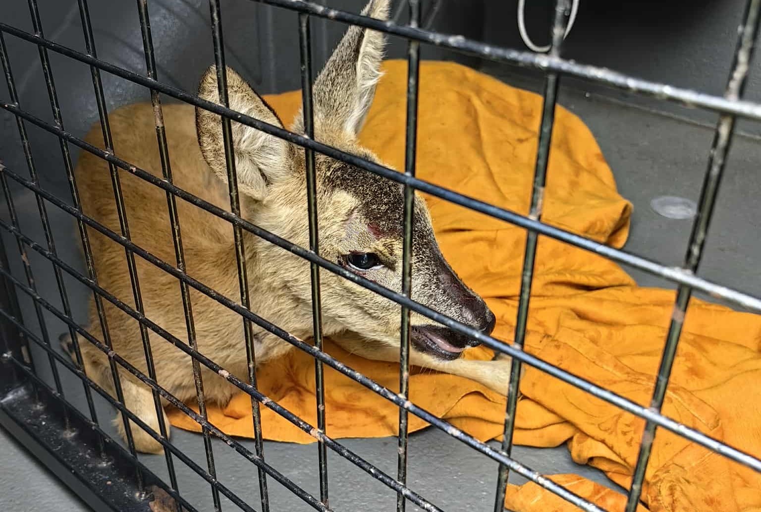 Sarna utknęła w ogrodzeniu, akcja funkcjonariuszek krakowskiej Straży Miejskiej