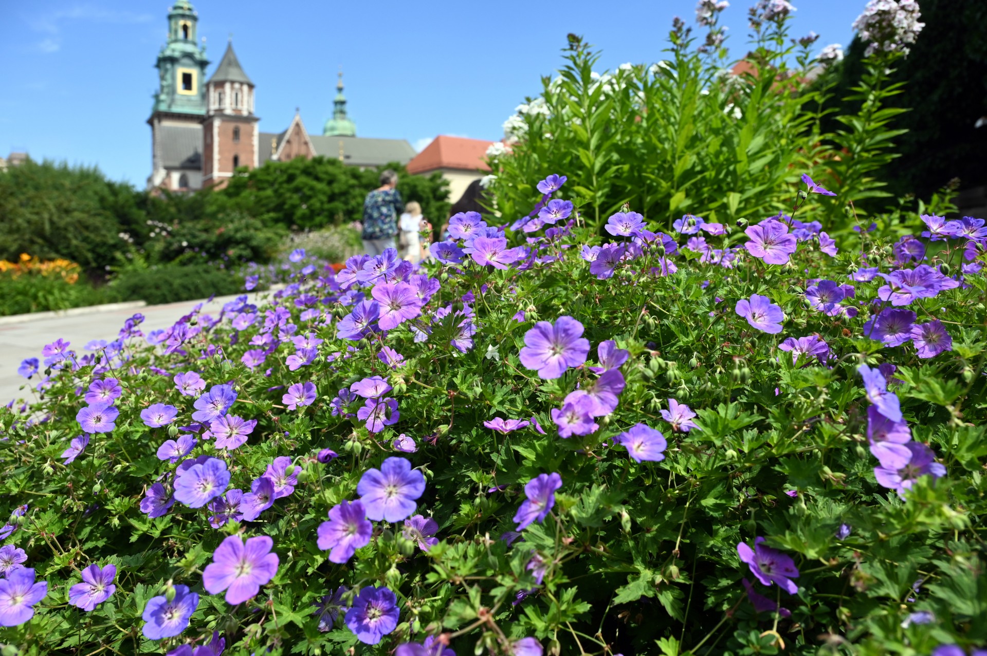 „Wawel o zmierzchu”, wyjątkowy festiwal w cudownym miejscu
