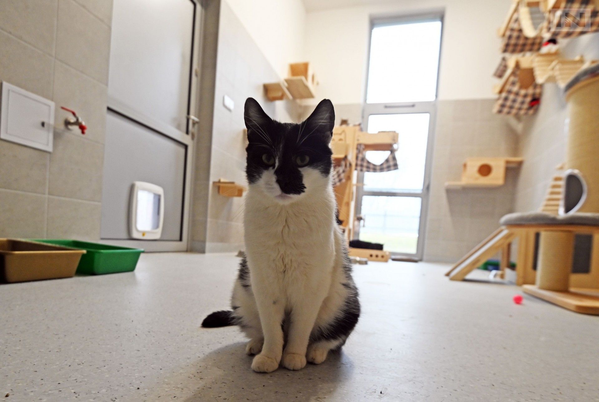 Adoptujesz psa lub kota, dostaniesz specjalny prezent dla zwierzaka