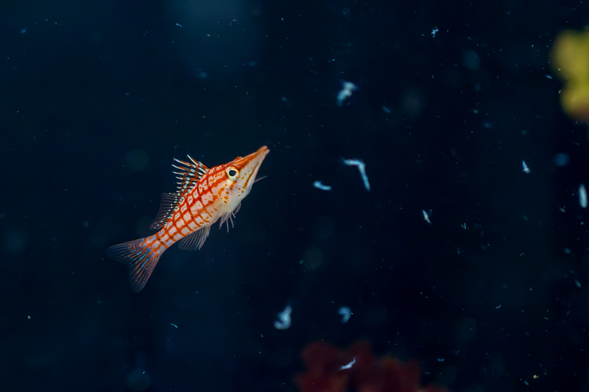 Nowi egzotyczni mieszkańcy akwarium w Ogrodzie Botanicznym