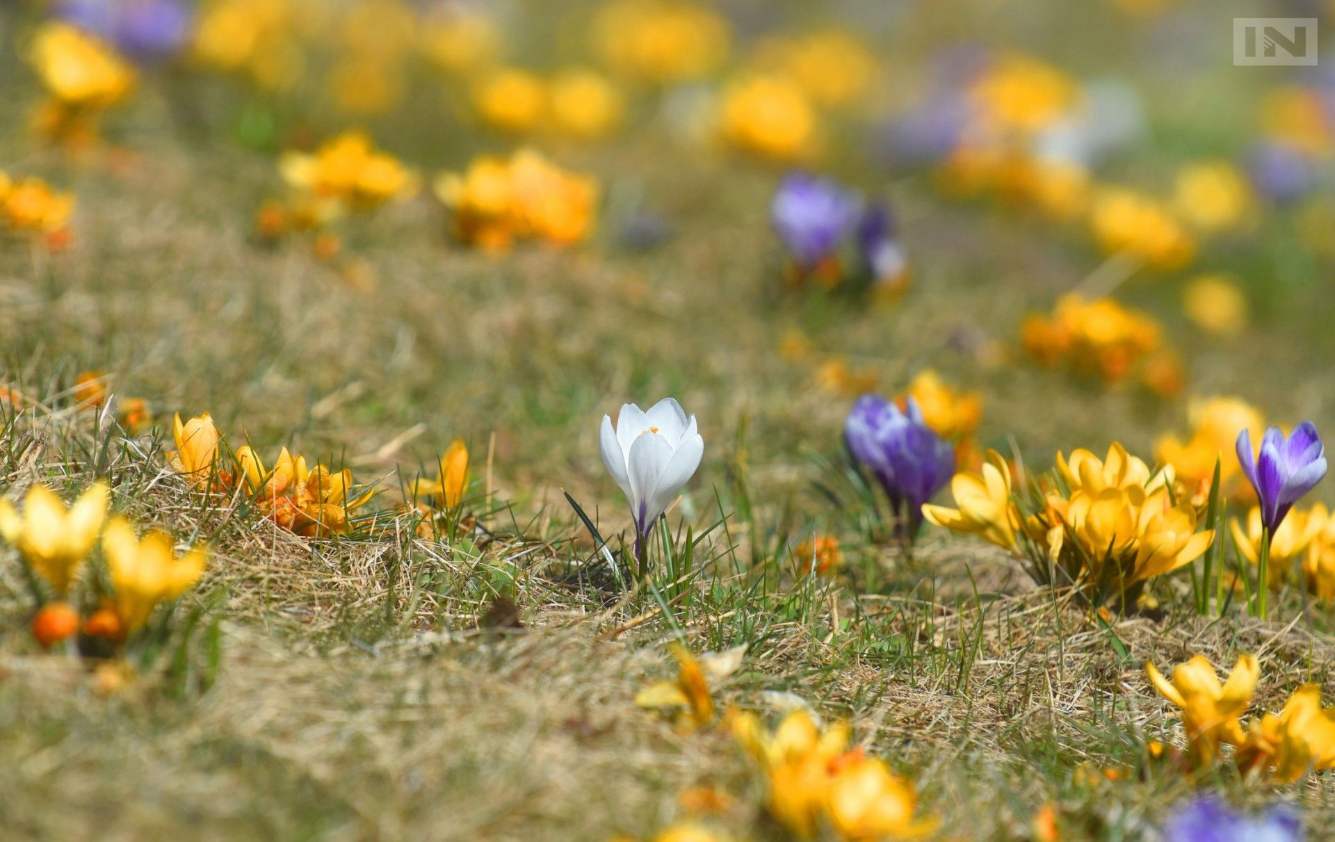 Wielkie sadzenie kwiatów w Czyżynach. Efekt ma być imponujący!
