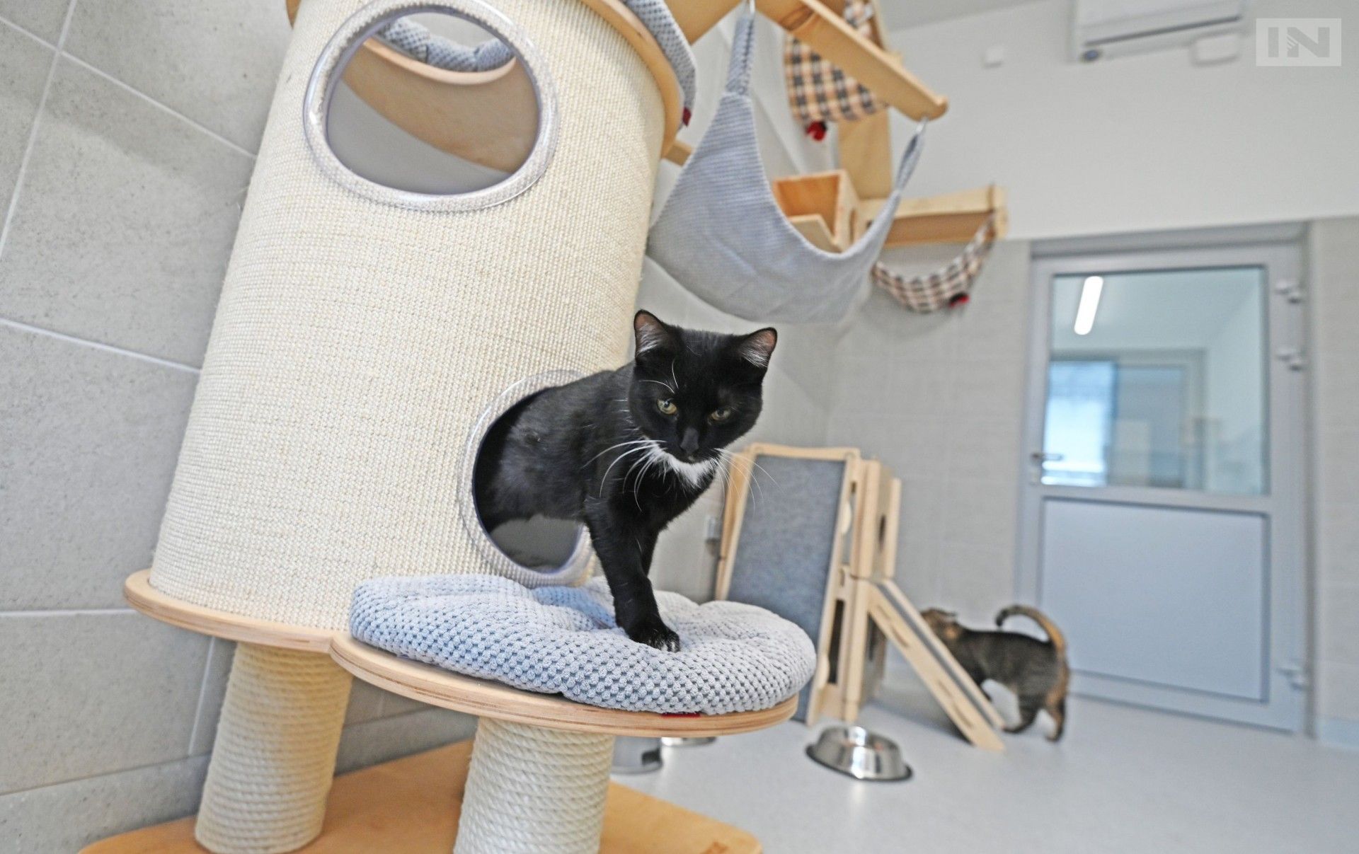 Apel o pomoc: liczba porzuconych zwierząt rośnie z dnia na dzień