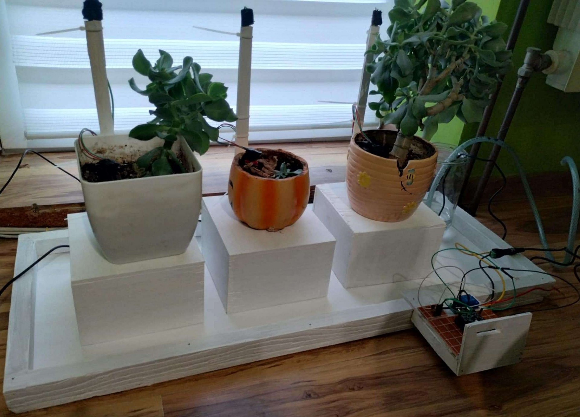 Wymyślili sposób na zdalne podlewanie kwiatów. Bardzo przydatny w czasie urlopu