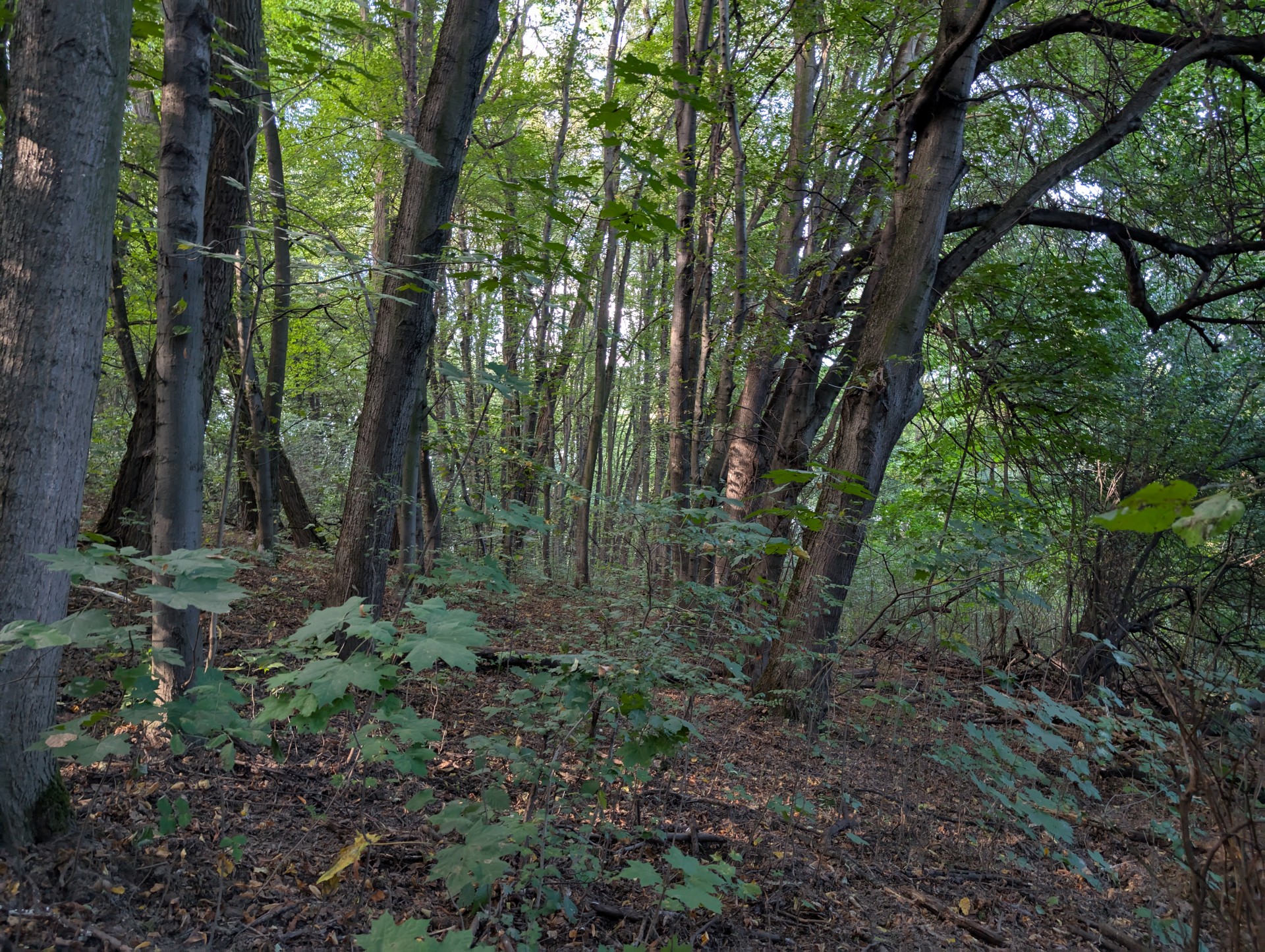 Las pod Kopcem Kościuszki wystawiony na sprzedaż, apel do władz miasta