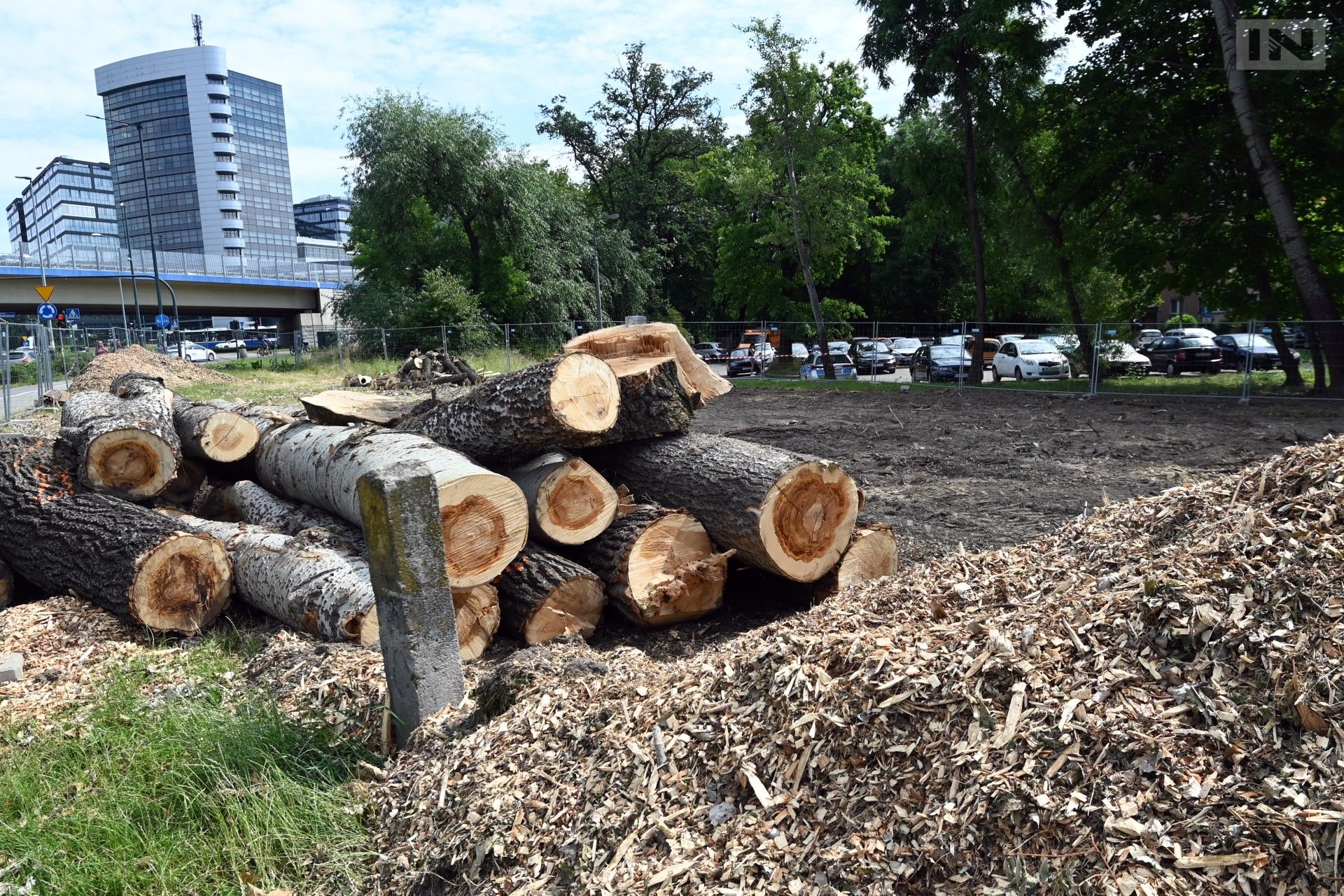 Na drzewach do wycinki w Krakowie zawisną tablice informacyjne