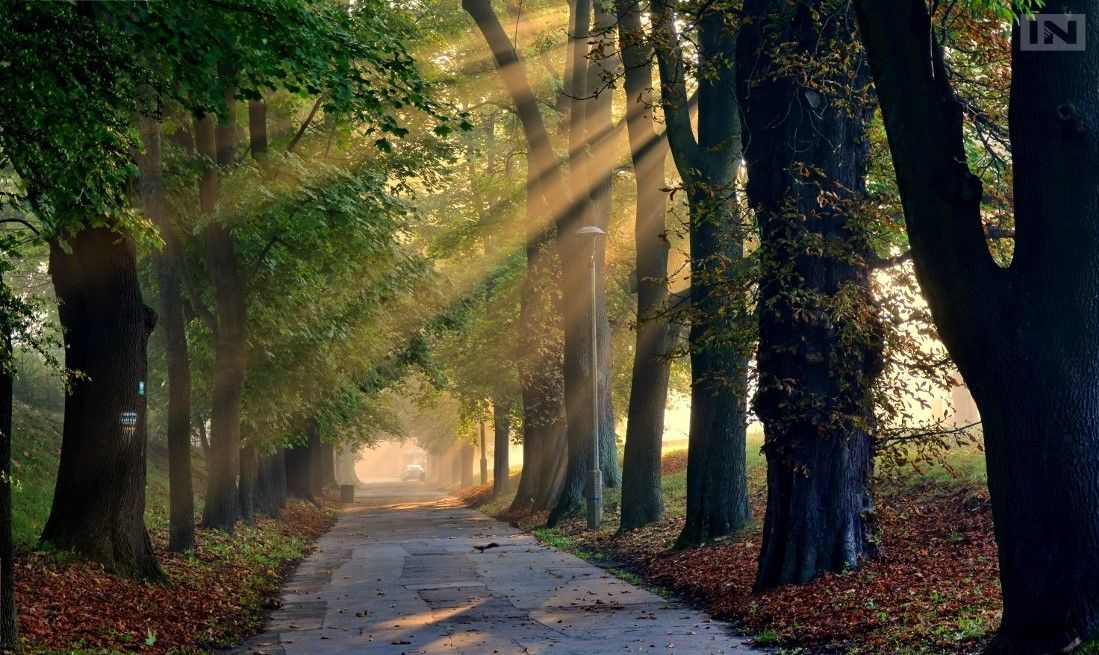 Ile w Krakowie jest pomników przyrody? Ma być ich więcej