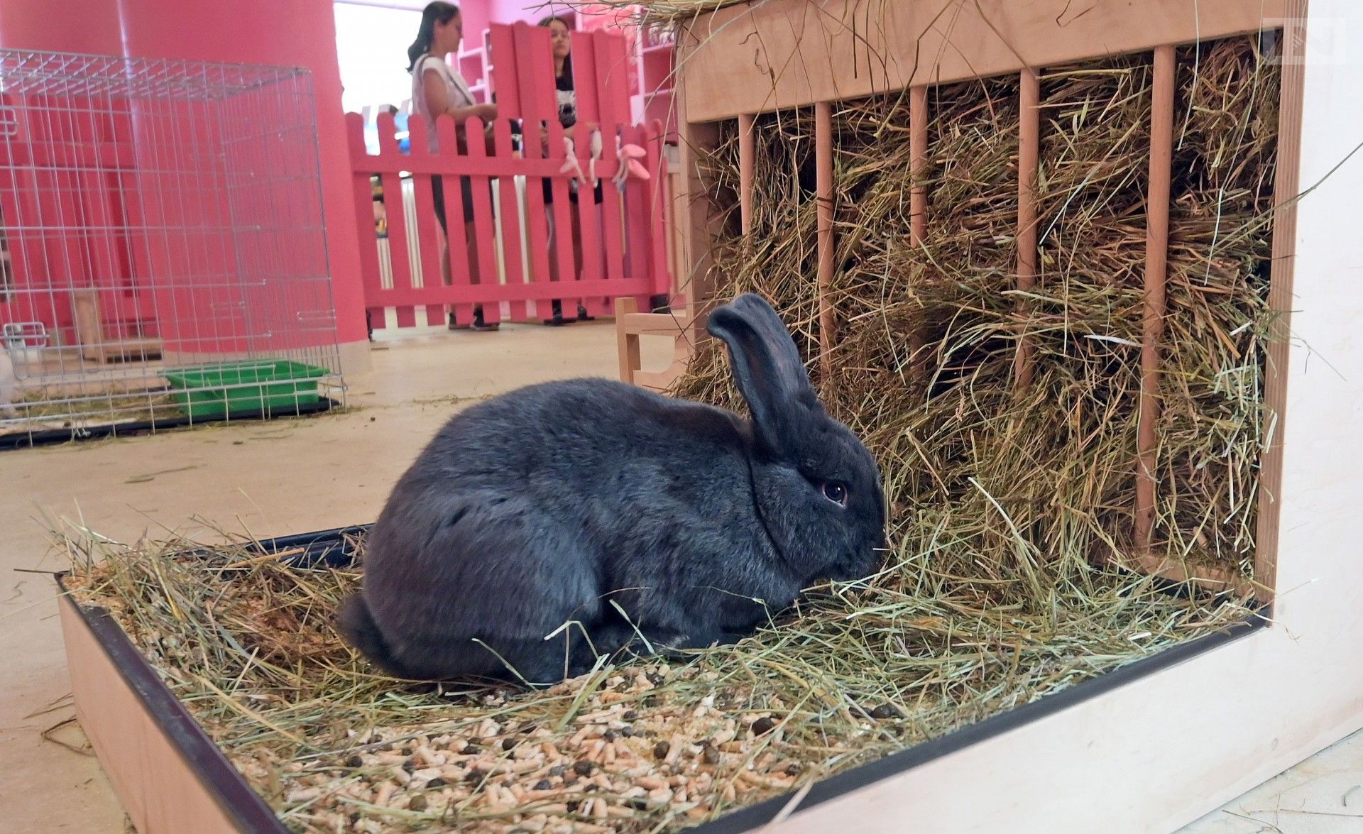 “Przekleństwem tych zwierząt jest ich urok". Coraz większy problem w Krakowie