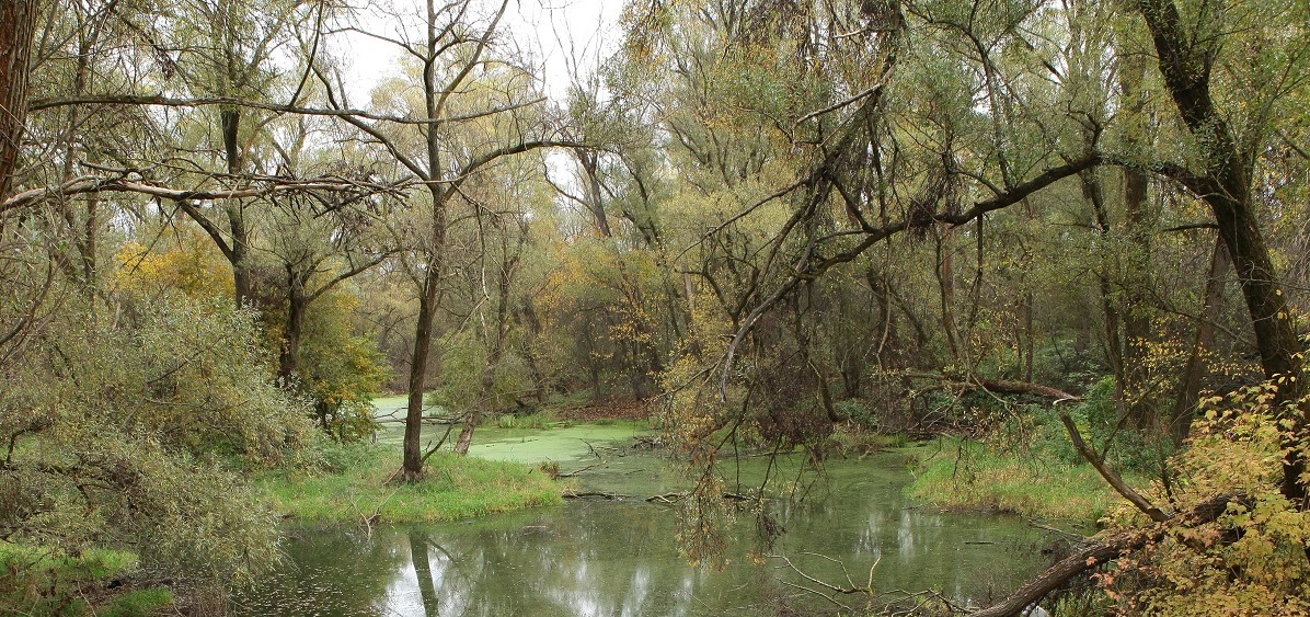 Wyjątkowy las łęgowy w Krakowie pod ochroną. Radni zdecydowali