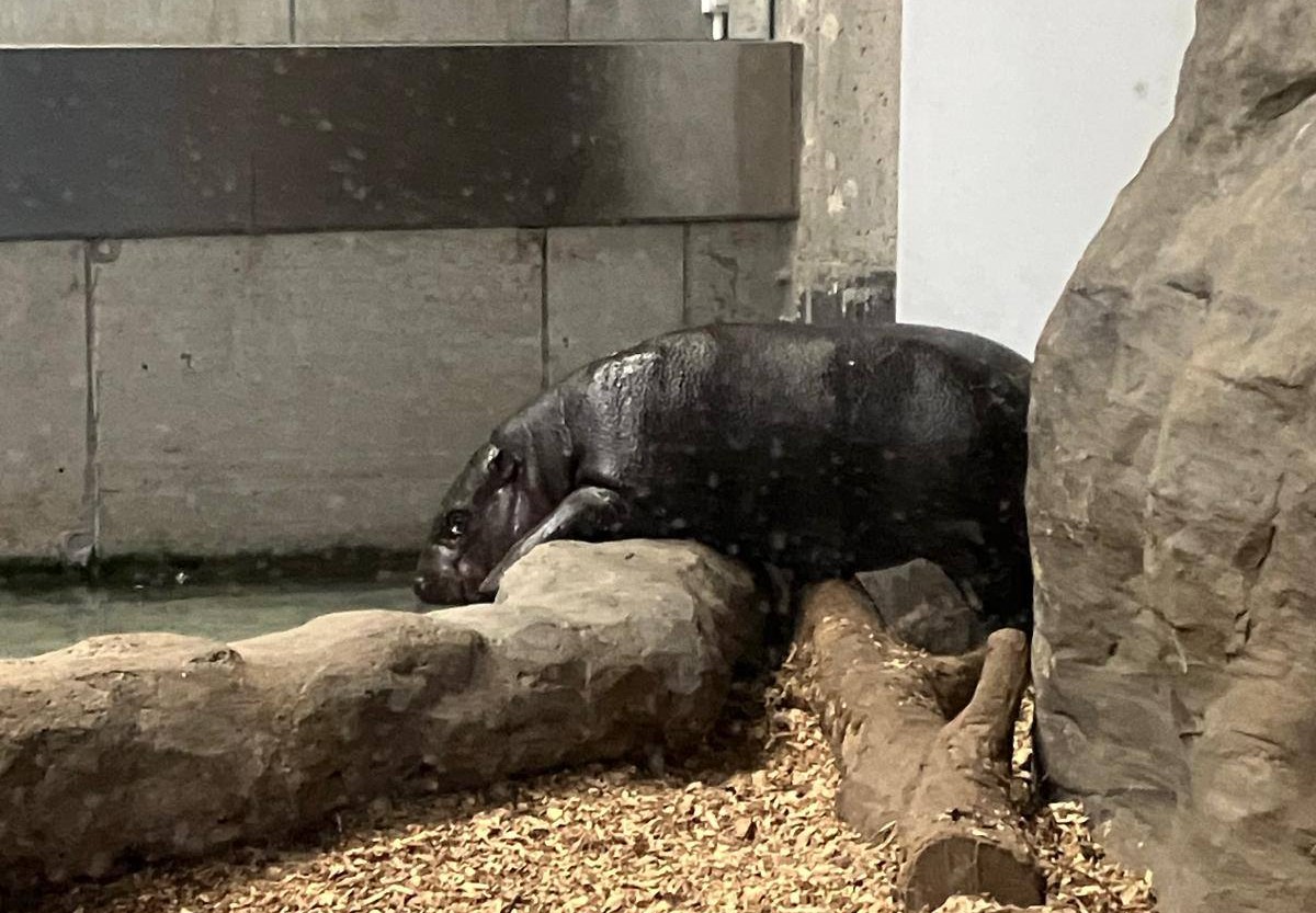 Nowy mieszkaniec krakowskiego ZOO, można go już oglądać