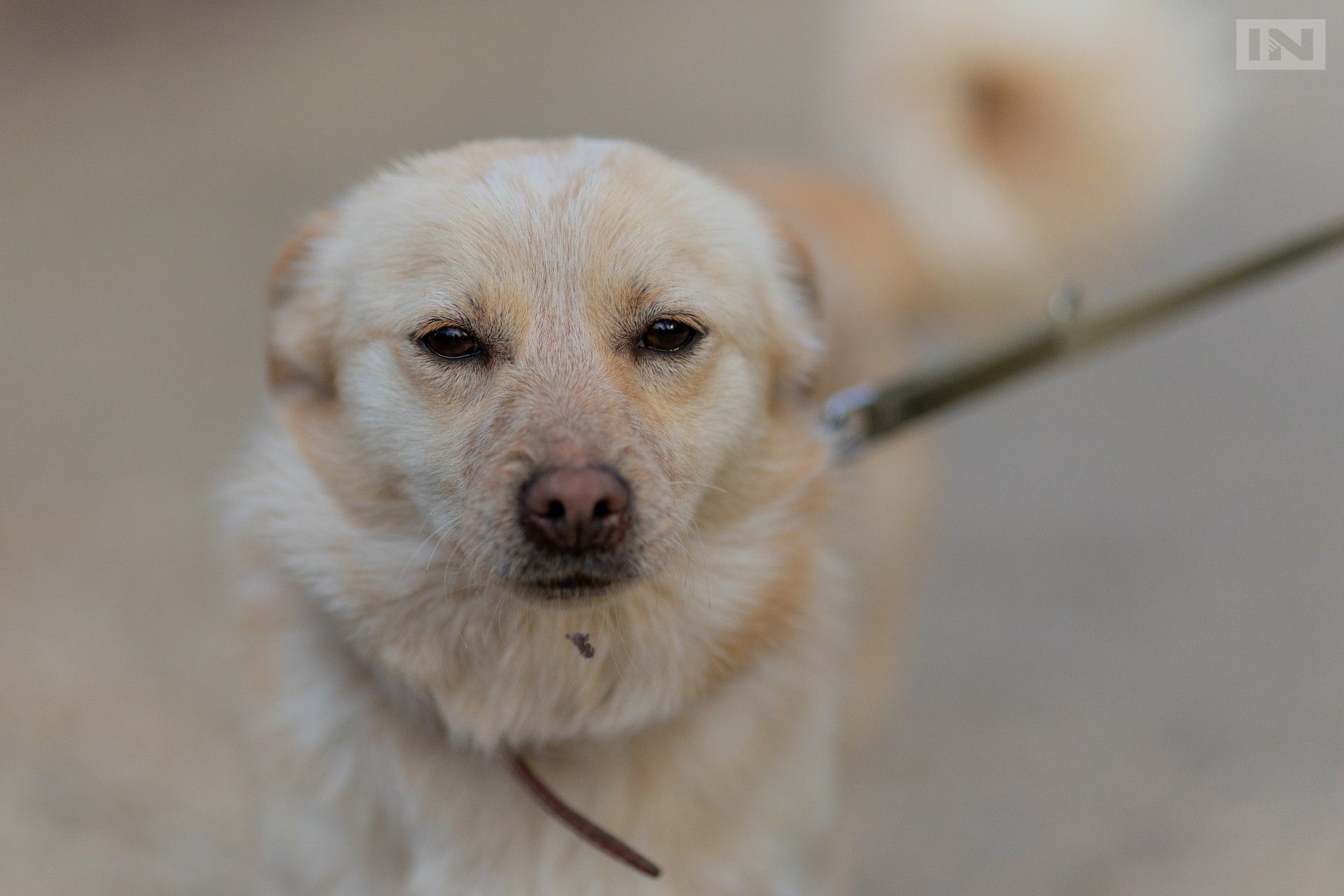 Krakowscy obrońcy praw zwierząt zadowoleni: początek ważnej zmiany