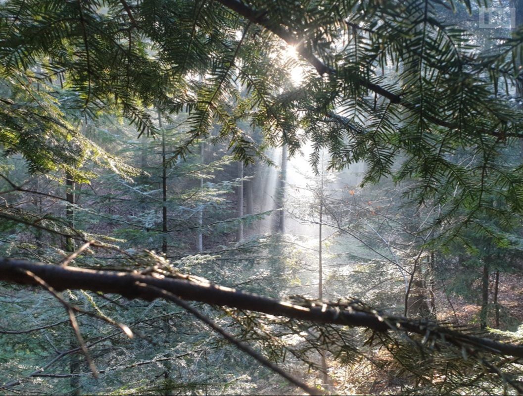 Aktywiści w obronie Puszczy Dulowskiej. „Spotkajmy się i bądźmy razem dla Puszczy!”