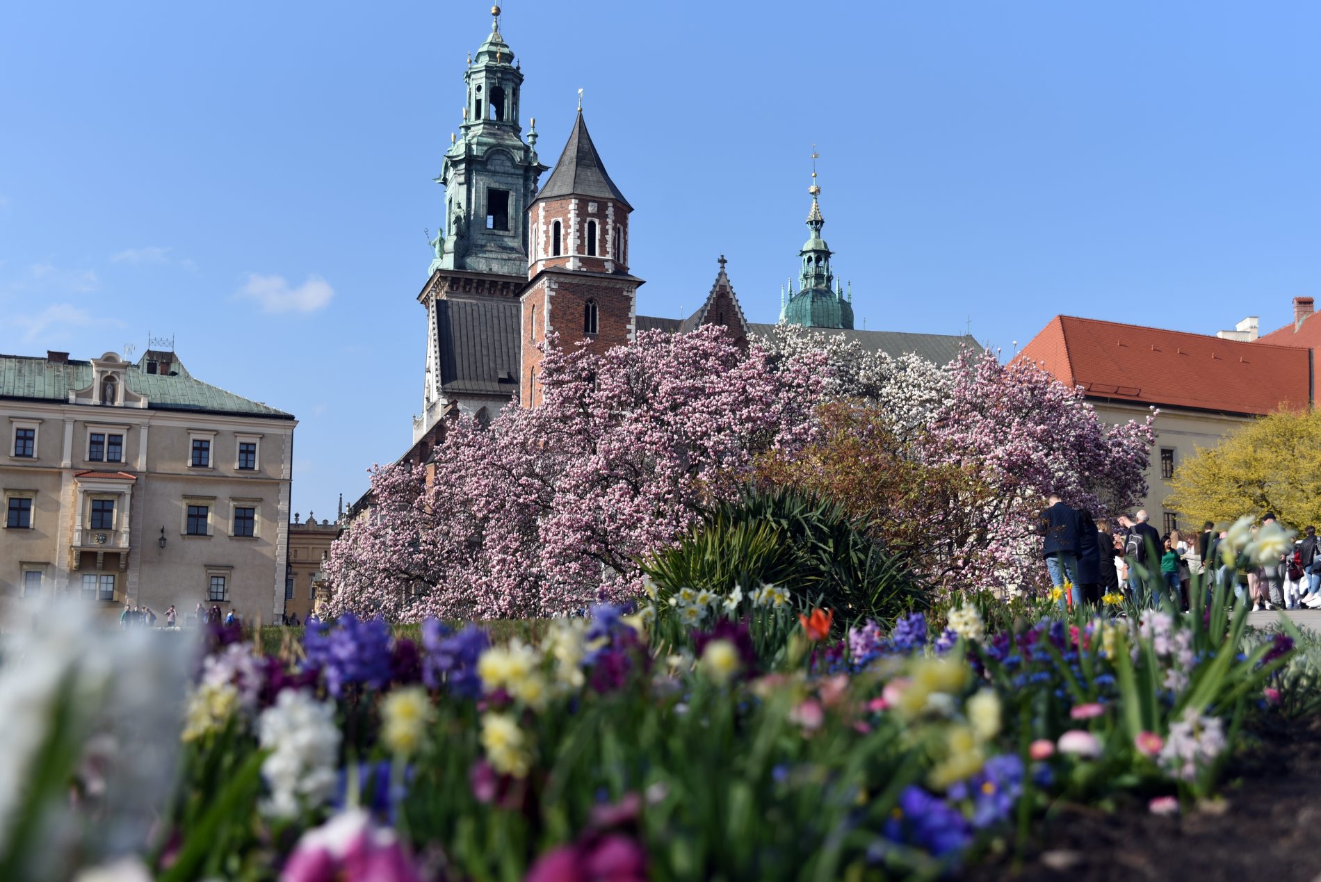 Zakwitły najsłynniejsze krakowskie magnolie. Jest cudownie!